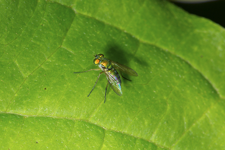 Long legged fly on a leaf at the Donnelly Preserve in South Windsor, Connecticut.の写真素材