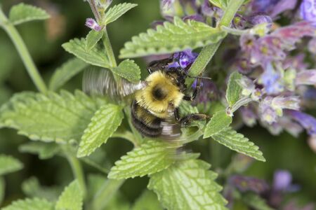 Bumblebee, Bombus sp., clinging to a stem while visiting a mint flower in the Donnelly Preserve,...