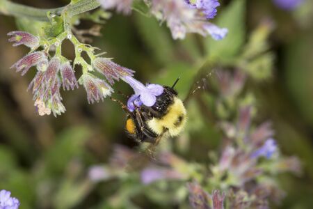 Bumblebee, Bombus sp., with large orange pollen basket and orange pollen on its legs, visiting a...