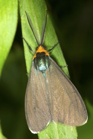 Virginia ctenucha moth, Ctenucha virginiana, with elaborate antennae on a leaf at the Donnelly Preserve in South Windsor, Connecticut.の写真素材