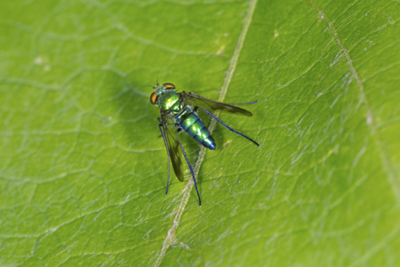 Long legged fly on a leaf at the Donnelly Preserve in South Windsor, Connecticut.の写真素材
