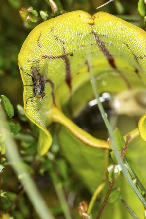Fly on the edge of a pitcher plant leaf, Sarracenia purpurea, an insectivorous plant at the...