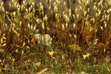 Sporophytes of the juniper hair cap moss, Polytrichum juniperinum, in Shenipsit State Forest, Somers, Connecticut.の写真素材