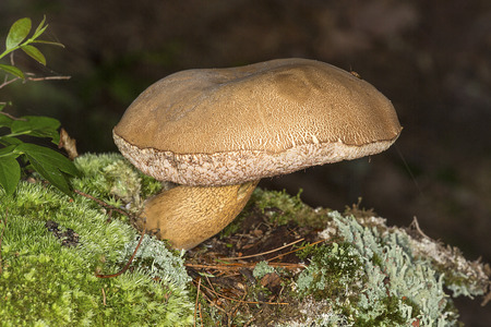 Bolete mushroom growing out of moss on the forest floor at Mud Pond in Sunapee, New Hampshire.