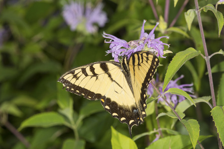 Tiger swallowtail butterfly, Papilio glaucus, on a purple bergamot flower, Monarda fistulosa, at the Belding Wildlife Management Area in Vernon, Connecticut.の写真素材