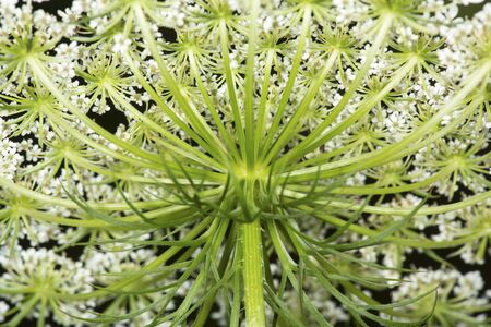 Closeup of a white flower of Queen Anne's Lace, Daucus carota, shot from underneath at the Belding...