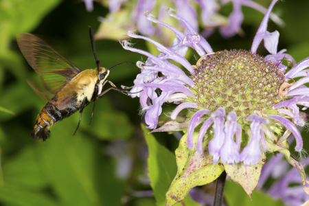 Snowberry clearwing hawk moth, Hemaris diffinis (Sphingidae) caught in flight while foraging for nectar at a purple bergamot flower, Monarda fistulosa, at the Belding Wildlife Management Area in Vernon, Connecticut.の写真素材