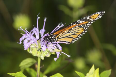 Adult monarch butterfly, Danaus plexippus, order Lepidoptera, on a wild bergamot flower at the...