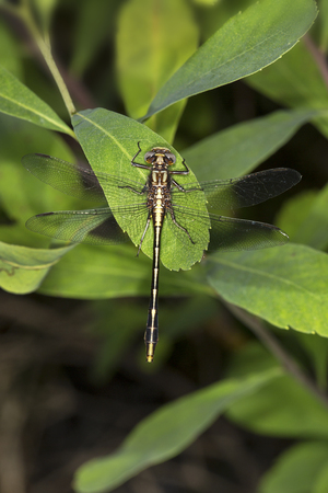 Olive clubtail dragonfly, Stylurus olivaceous, an attractive, golden member of the Odonata, perched...