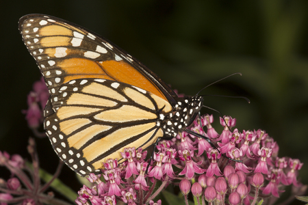 Side view of a monarch butterfly, Danaus plexippus, perched on milkweed flowers at the Belding Wildlife Management Area in Vernon, Connecticut.の写真素材
