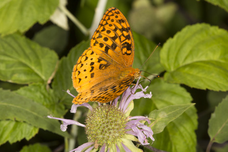 Great spangled fritillary butterfly, Speyeria cybele, on wild bergamot flowers at the Belding Wildlife Management Area in Vernon, Connecticut.の写真素材