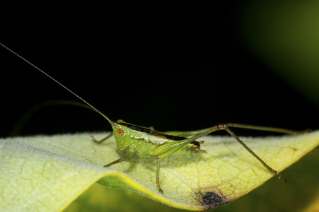 Lesser meadow katydid nymph, Conocephalus strictus, male perched on a milkweed leaf at the Belding Wildlife Management Area in Vernon, Connecticut.の写真素材