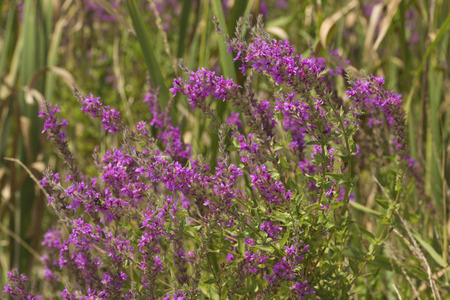 Flowers of purple loosestrife, Lythrum salicaria, an invasive species of wetlands, at the Donnelly...