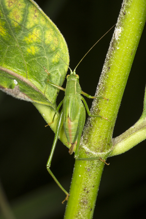 Female, fork tailed bush katydid, Scudderia furcata, with prominent ovipositor on milkweed plant at the Belding Wildlife Management Area in Vernon, Connecticut.の写真素材
