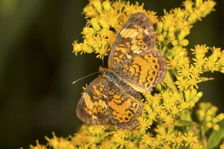 Northern crescent butterfly, Phyciodes cocyta, on goldenrod flowers at the Belding Wildlife Management Area in Vernon, Connecticut.の写真素材
