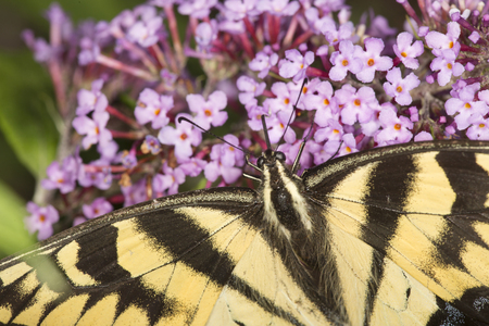 Tiger swallowtail butterfly, Papilio glaucus, on a purple butterfly bush, Buddleja davidii, an invasive species, at the Donnelly Preserve in South Windsor, Connecticut.の写真素材