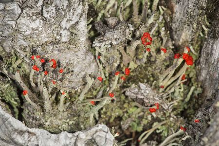 Red apothecia of cladonia lichens in old stump at Lake Solitude on Mt. Sunapee in Newbury, New Hampshire.の写真素材