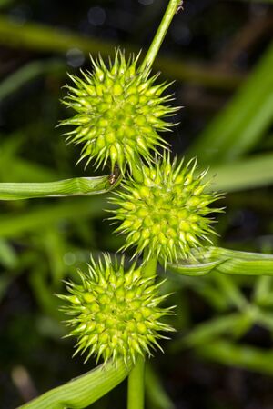 Spiny fruits of burr-reed, Sparganium americanum, at Mud Pond in Sunapee, New Hampshire.の写真素材