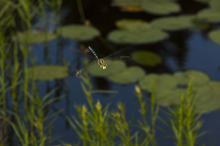 Subarctic darner dragonfly, Aeshna subarctica, in flight over Lake Solitude on Mt. Sunapee in Newbury, New Hampshire.の写真素材