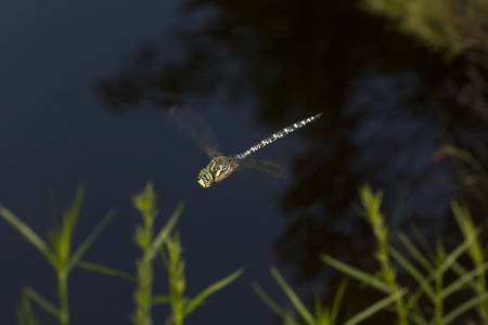 Subarctic darner dragonfly, Aeshna subarctica, in flight over Lake Solitude on Mt. Sunapee in Newbury, New Hampshire.の写真素材