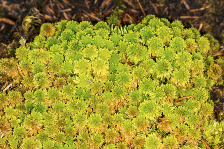 Peat mosses, Sphagnum sp., at Lake Solitude on Mt. Sunapee in Newbury, New Hampshire.