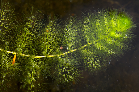 Leaf of bladderwort, Utricularia vulgaris, a carnivorous plant at Mud Pond in Sunapee, New Hampshire.の写真素材