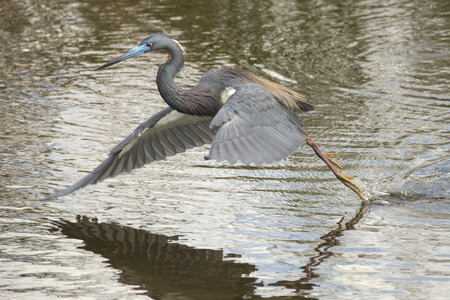 Tricolored heron, Egretta tricolor, taking off in the weeds with feet just leaving the water at Orlando Wetlands Park in Christmas, Florida.の写真素材