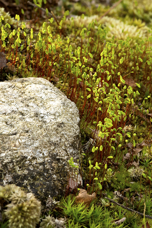 Green capsules and red setae of  Pohlia nutans moss sporophytes in Valley Falls Park in Vernon, Connecticut, in springtime.の写真素材