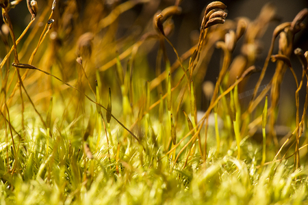 Old and new sporophytes of the broom moss, Dicranum scoparium, in springtime at Valley Falls Park in Vernon, Connecticut.の写真素材