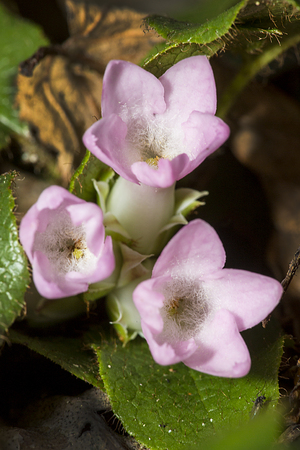 Clusters of pink flowers of trailing arbutus, Epigaea repens, at Valley Falls Park in Vernon, Connecticut.の写真素材