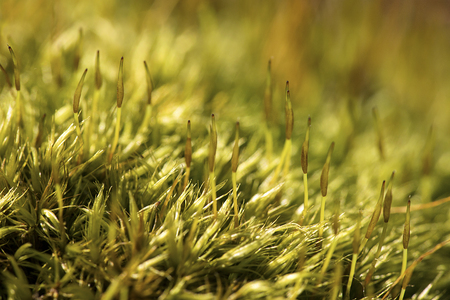 Gametophytes and young sporophytes of the broom moss, Dicranum scoparium, in springtime at Valley Falls Park in Vernon, Connecticut.の写真素材