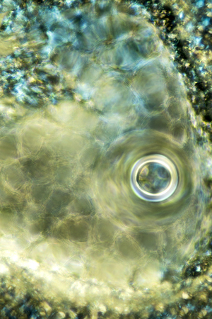 Abstract micrograph of cells in the bracts from a club moss, Lycopodium, look like transparent scales of a fish.の写真素材