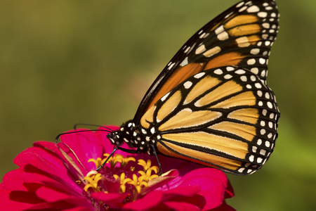 Adult monarch butterfly, Danaus plexippus, order Lepidoptera, with its wings folded on a red Dahlia flower in East Windsor, Connecticut.の写真素材