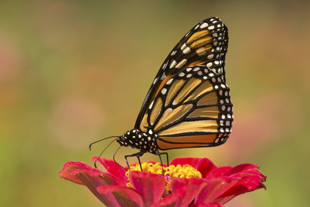 Adult monarch butterfly, Danaus plexippus, order Lepidoptera, with its wings folded on a red Dahlia flower in East Windsor, Connecticut.の写真素材