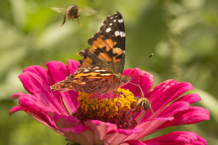 Painted lady butterfly, Vanessa cardui, adult on red dahlia flowers in summertime, with two honeybees in East Windsor, Connecticut.の写真素材