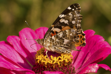 Painted lady butterfly, Vanessa cardui, adult on red dahlia flowers in summertime, in East Windsor, Connecticut.の写真素材