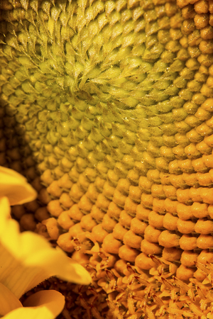Closeup of the spirally arranged disk flowers of a giant sunflower in East Windsor, Connecticut.の写真素材