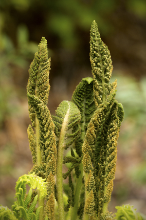 Fertile fronds of the cinnamon fern, Osmunda cinnamomea, at the edge of woods in Mt. Sunapee State Park in Newbury, New Hampshire.の写真素材