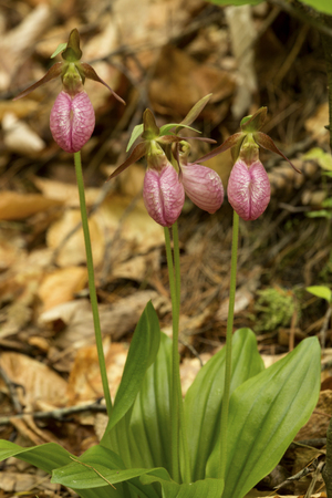 Group of four lady's slipper flowers, Cypripedium acaule, with basal leaves in pine woods of Newport, New Hampshire.の写真素材