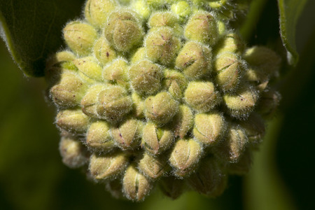 Closeup of flower buds of common milkweed, Asclepias syriaca, in springtime at Belding Wildlife Management Area in Vernon, Connecticut.の写真素材