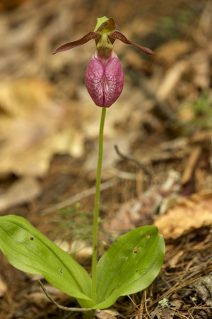 Single pink lady's slipper flower, Cypripedium acaule, with basal leaves in pine woods of Newport, New Hampshire.の写真素材