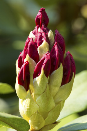 Scarlet buds of rhododendron flowers just emerging in spring in South Windsor, Connecticut.の写真素材