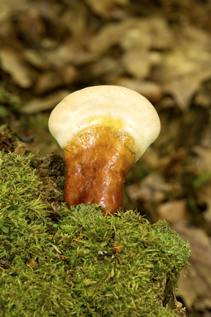Hemlock varnish shelf fungus, Ganoderma tsugae, on a stump in Penwood State Park in Bloomfield, Connecticut.の写真素材
