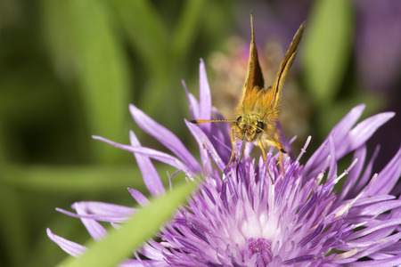 Small, gold, skipper butterfly with long proboscis taking nectar on a bergamot flower, Monarda fistulosa, at Mt. Sunapee State Park in Newbury, New Hampshire.の写真素材