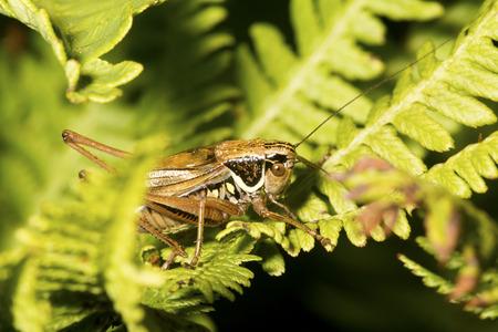 Brown grasshopper on fern leaves, possibly a nymph of the spur-throated genus, Melanoplus, on Mt. Sunapee in Newbury, New Hampshire.の写真素材