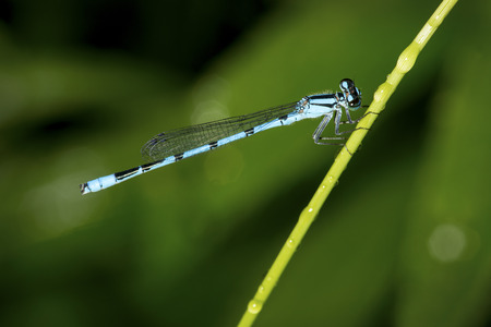 Bluet damselfly, Enallagma sp., on a stalk of grass in the Esther Currier Wildlife Management Area in New London, New Hampshire.の写真素材