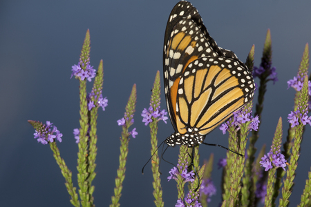Adult monarch butterflyの写真素材