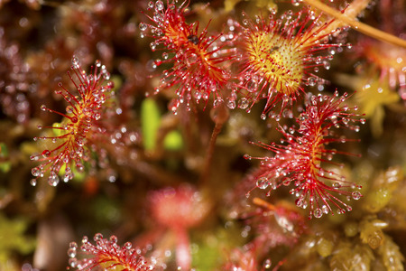 Closeup of red, insectivorous sundew leaves, Drosera rotundifolia, with glandular hairs at the Philbrick-Cricenti Bog in New London, New Hampshire.の写真素材