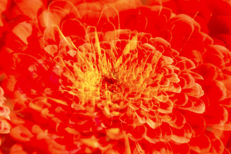 Red and yellow, abstract multiple exposure of a dahlia flower in Elizabeth Park, West Hartford, Connecticut.の写真素材