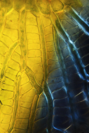 Abstract micrograph of linear leaf cells of the submerged peat moss, Sphagnum cuspidatum, with polarization.の写真素材